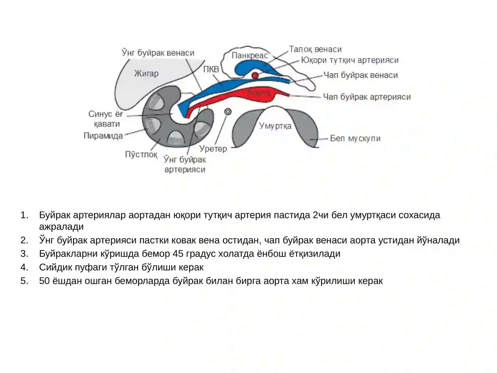 Буйрак анатомияси 2