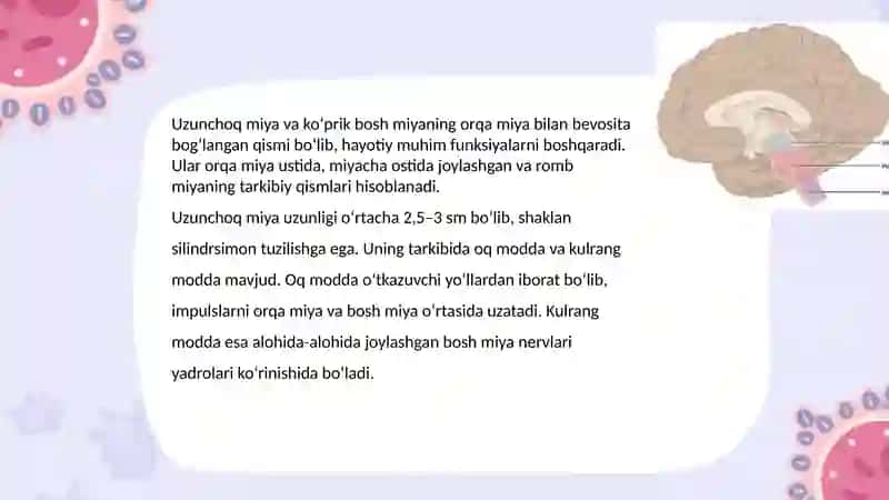 Uzunchoq miya va ko'prik. Ularning tuzilishi va yoshga qarab o'zgarishi. Miyachaning tuzilishi 2