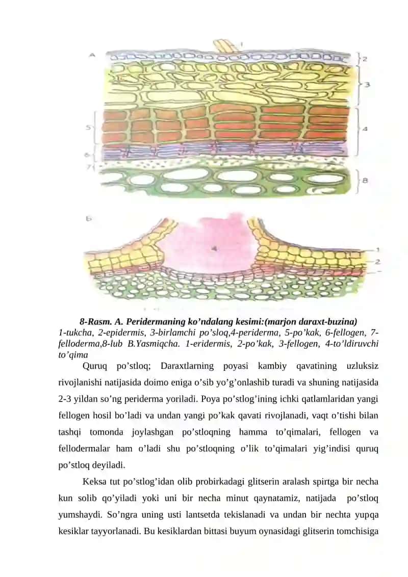 Ikkilamchi (Periderma) Qoplovchi To’qima 2