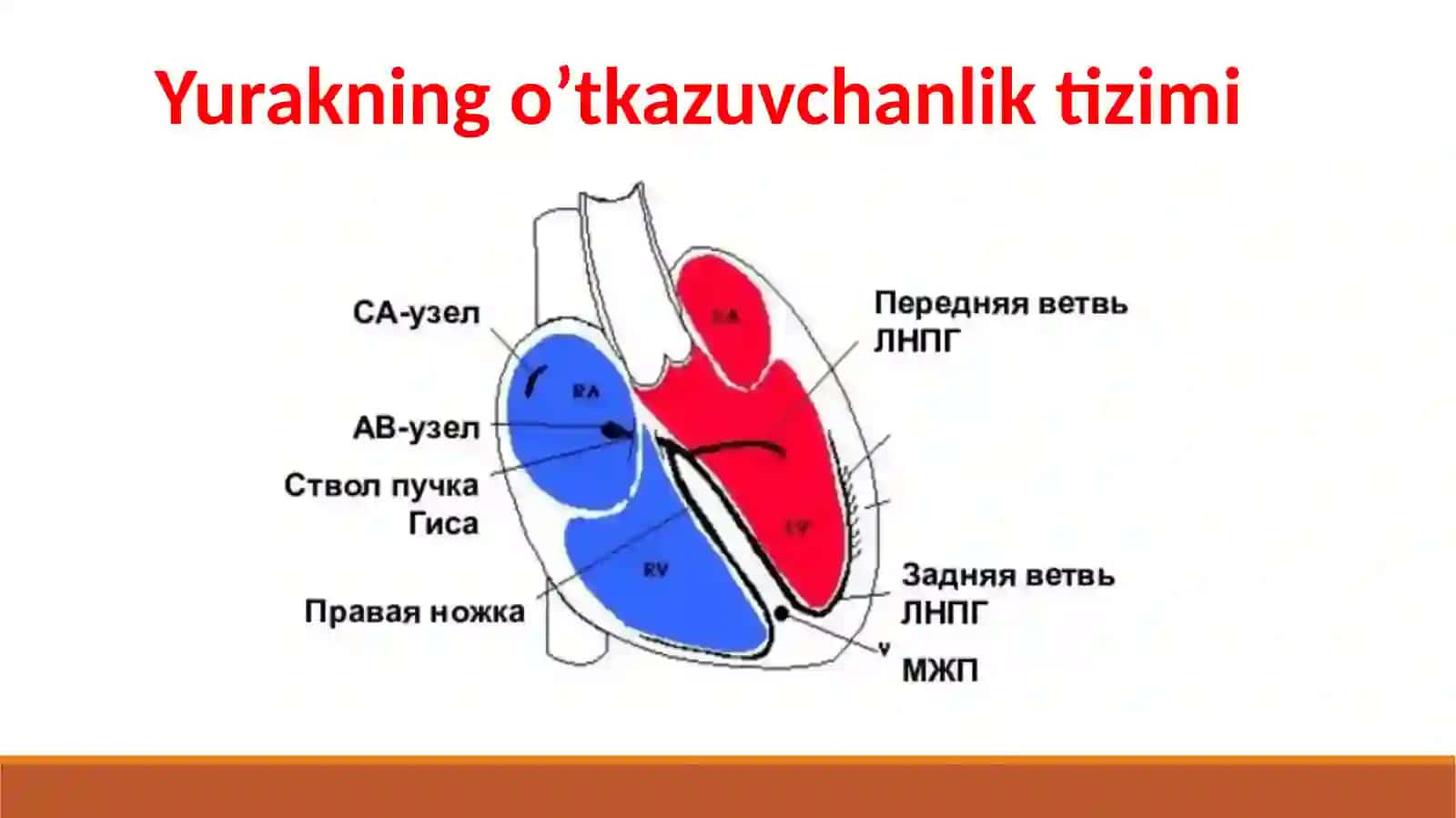 Sinoatrial blokada 2