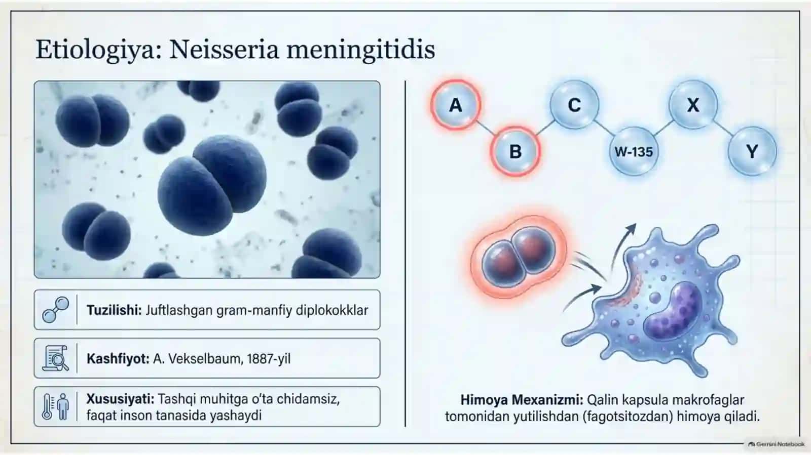 Meningokokk infeksiyasi — 15 slaydli taqdimot 2