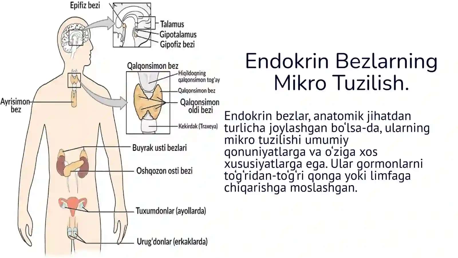 2-BOSQICH TALABASI TO’YEV QUTLIMURODNING ODAM VA HAYVONLAR FIZIOLOGIYASIDAN TAYYORLAGAN TAQDIMOTI 2