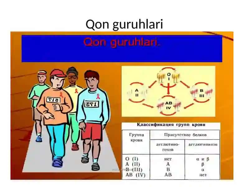 Qon guruhlari 2