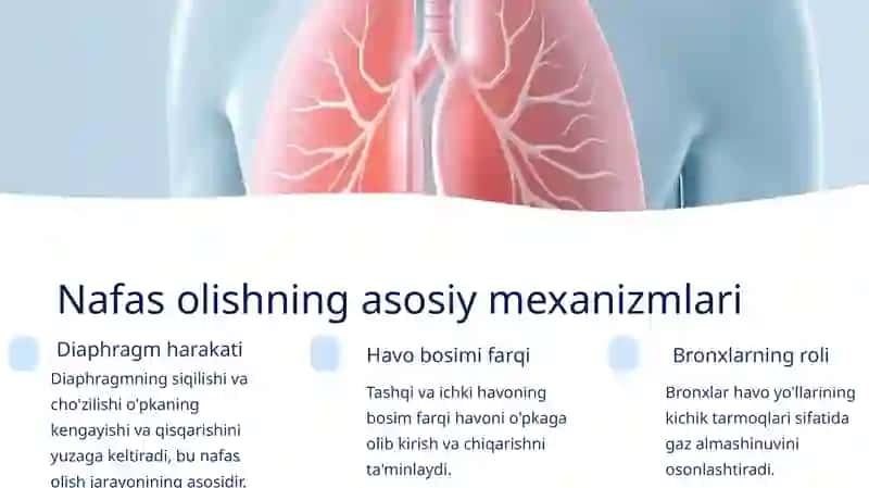Nafas olish sistemasining fizikasi 2