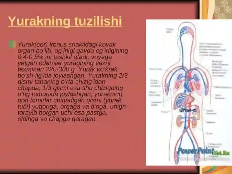 Yurak 2