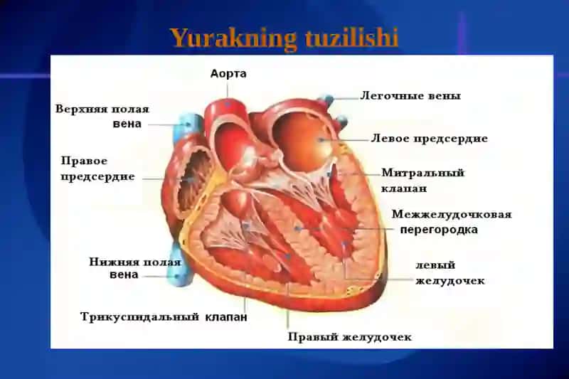 Yurak fiziologiyasi 2