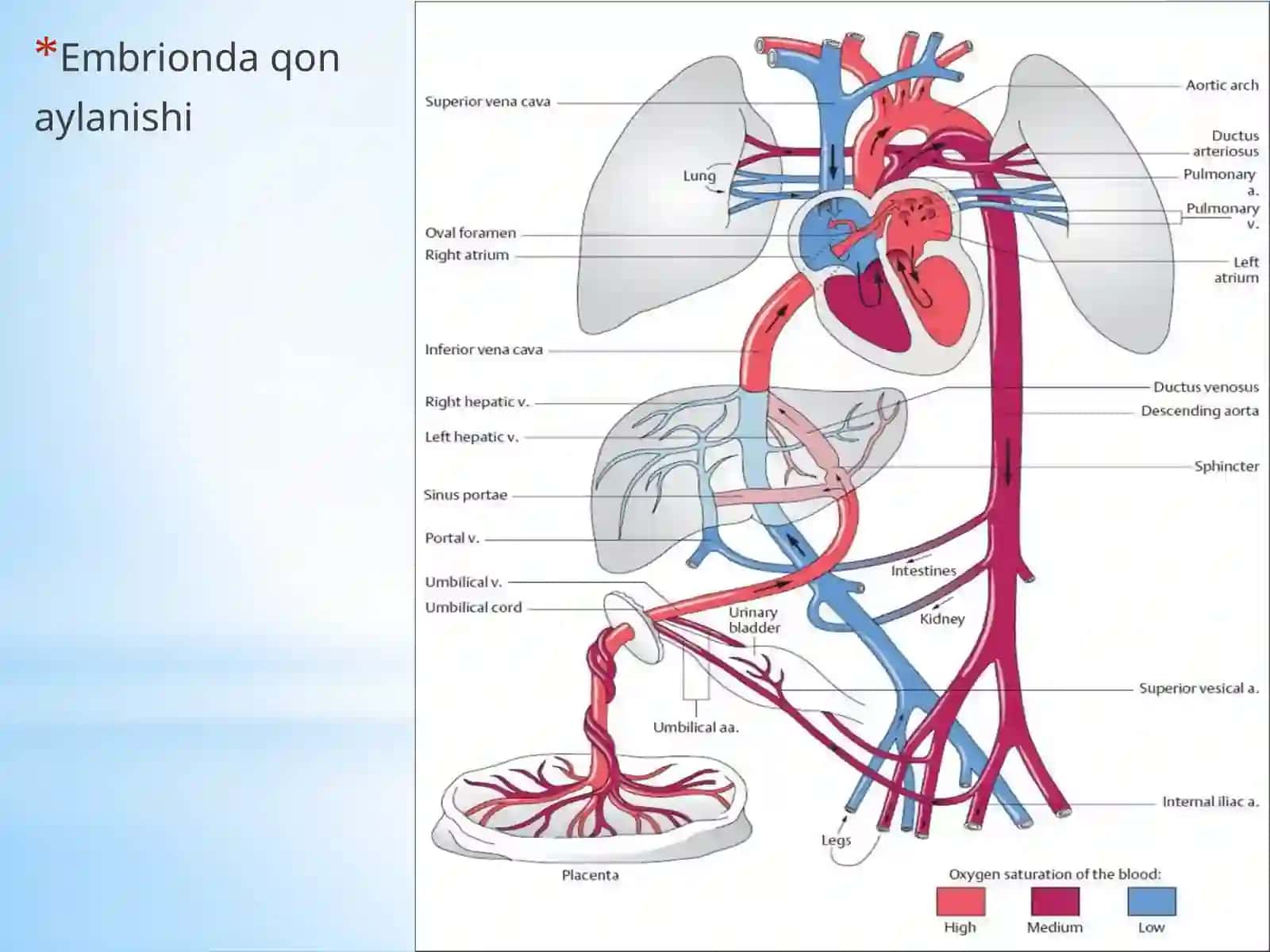Bolalarda Yurak Qonuniversalari Anatomik Fiziologik Xususiyatlari 2