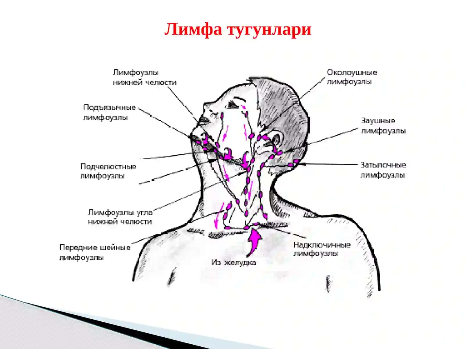 Лимфа тугунлари 2
