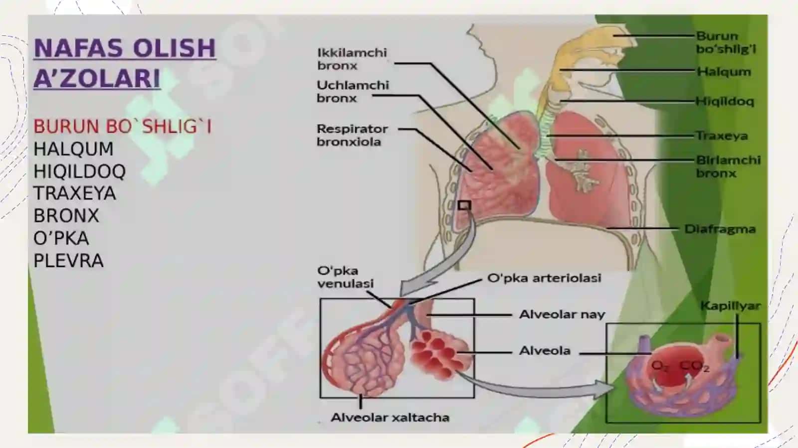 Systemarespiratorium 2