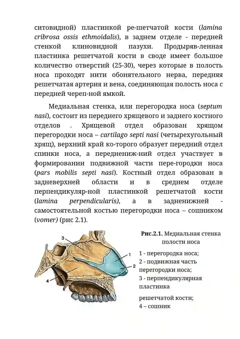 Клиническая анатомия носа и его придаточных пазух 2