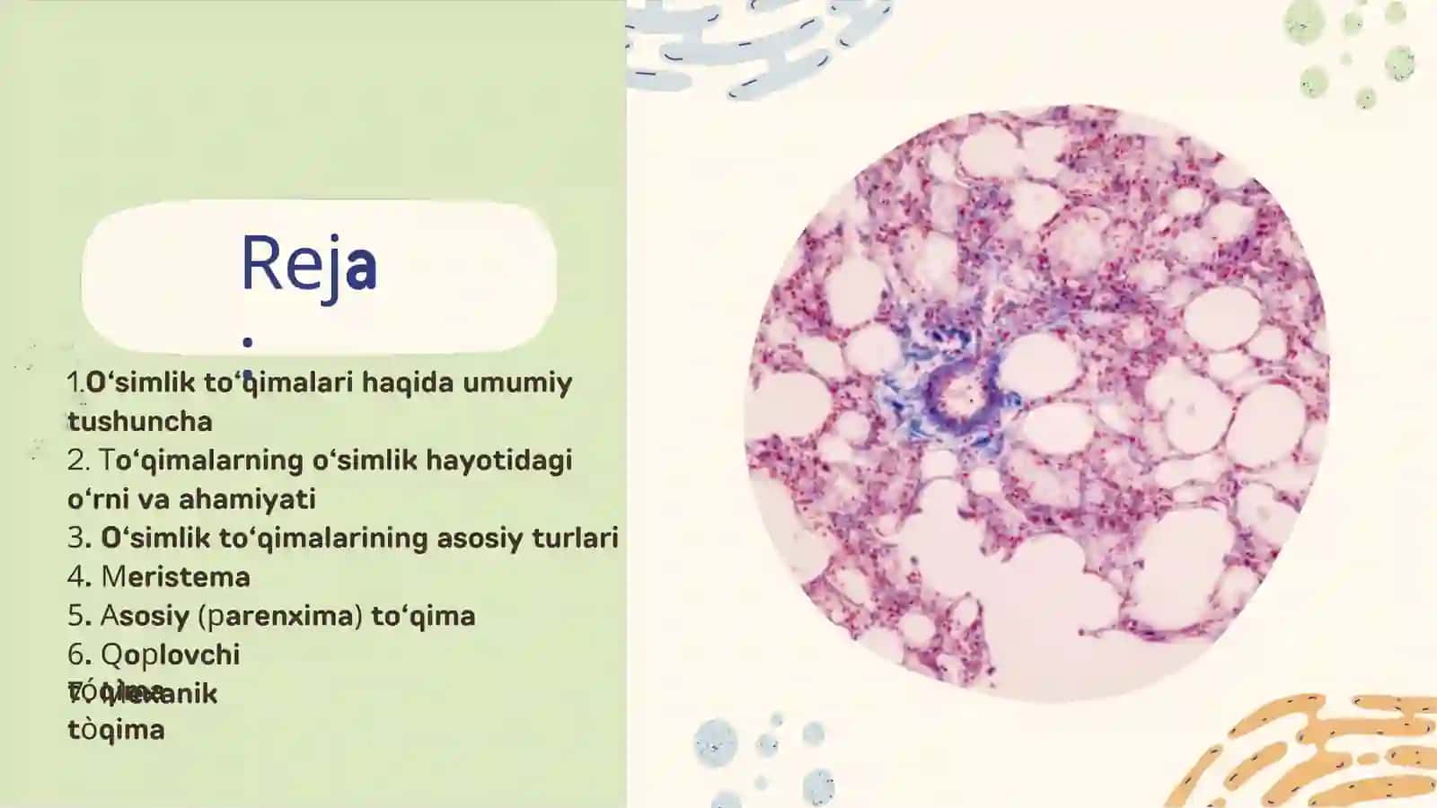 Oʻsimlik Toʻqimalari Haqida Umumiy Tushuncha 2
