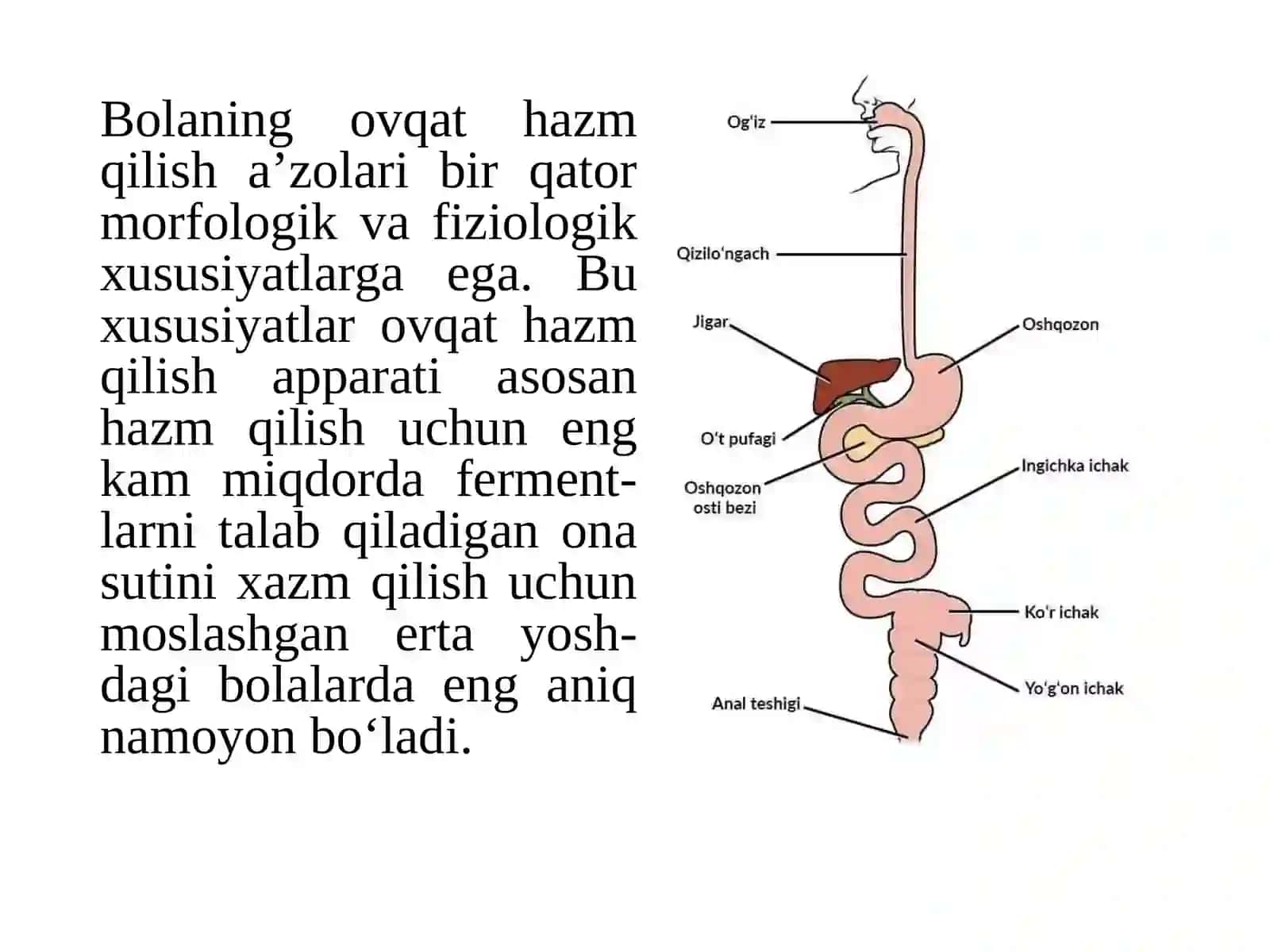 Bolalarda me’da va ichaklarning anatomo-fiziologik xususiyatlari 2