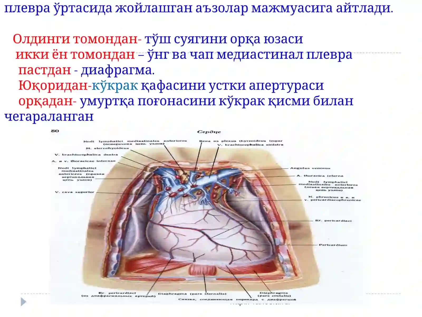 Қўқс оралиғини топографик анатомияси 2