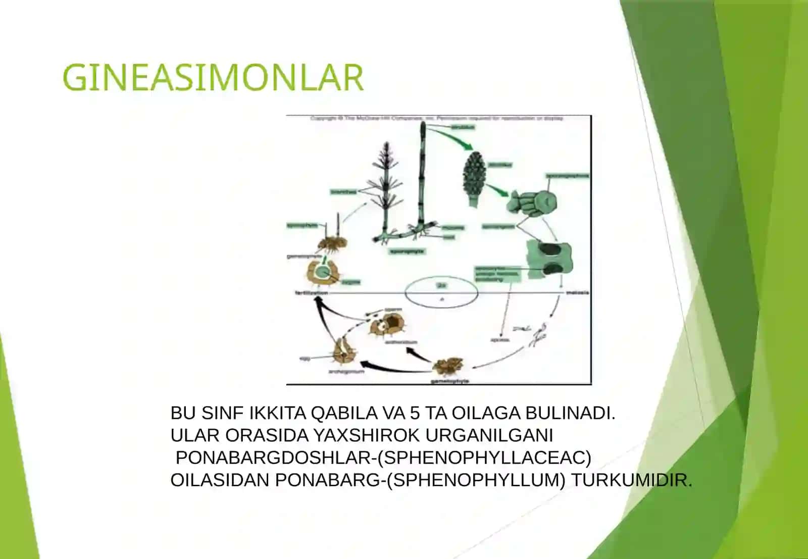 GINEASIMONLAR 2
