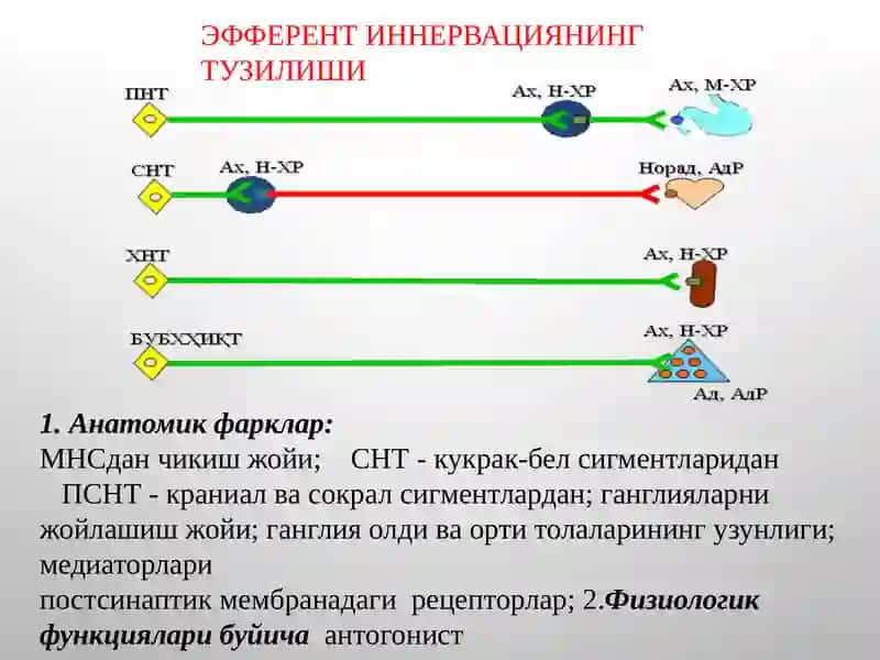 Эфферент иннервация 2