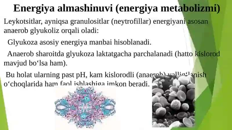 Leykotsitlar metabolizmi xususiyatlari 2