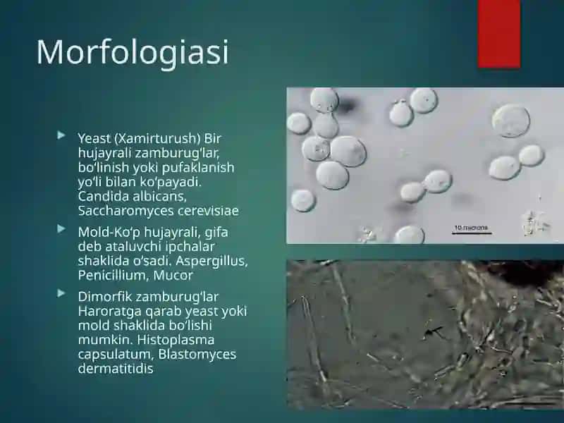 Zambrug’lar umumiy tasnif 2