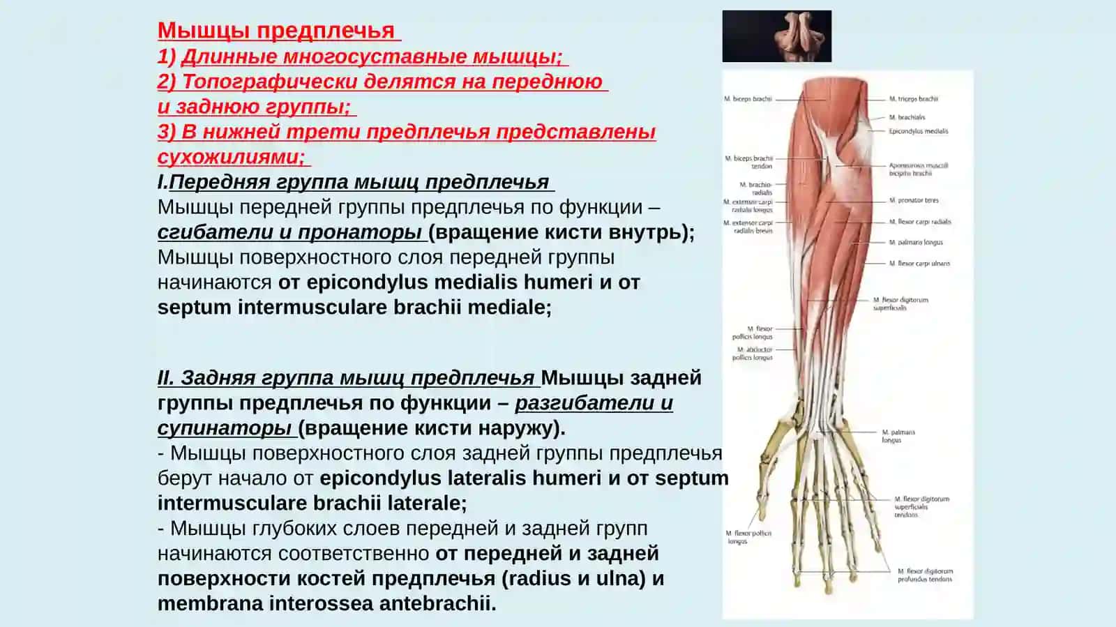 Мышцы предплечья 2