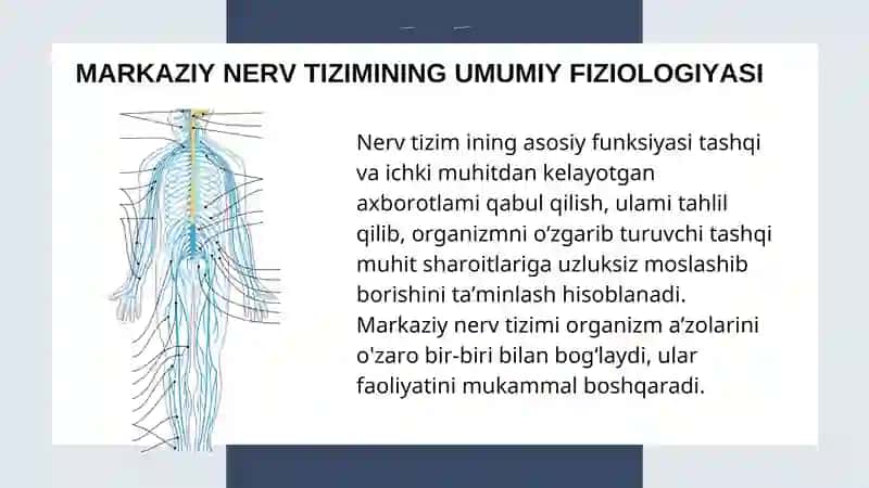Nerv tizimining umumiy fiziologiyasi 2