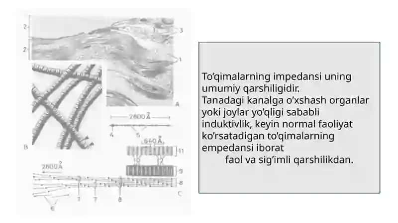 Organizm toʻqimalarining toʻlaqarshiligi (impedansi) 2