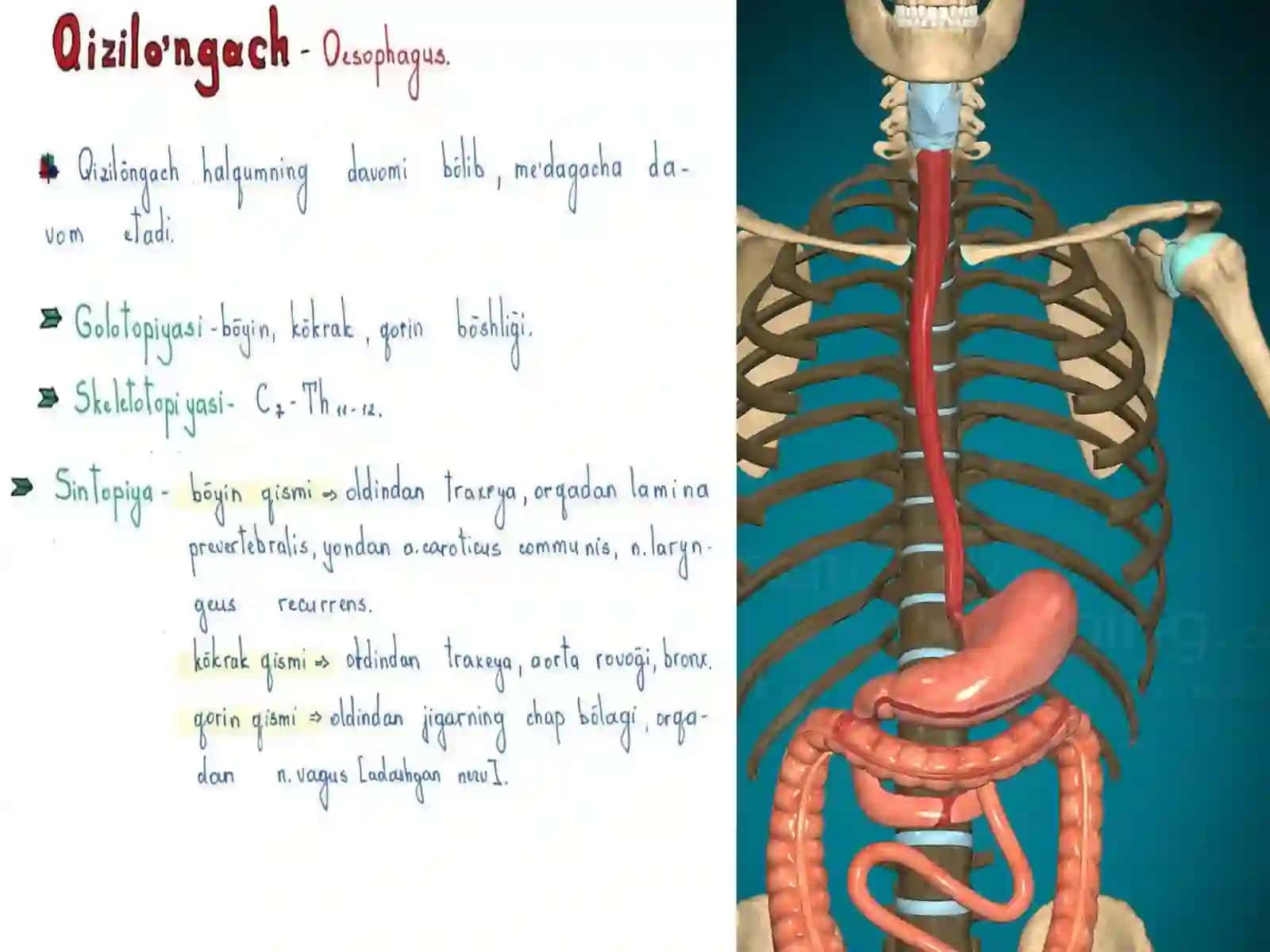 QIZILO‘NGACH, ME’DA VA O‘N IKKI BARMOQLI ICHAK GISTOLOGIYASI 2
