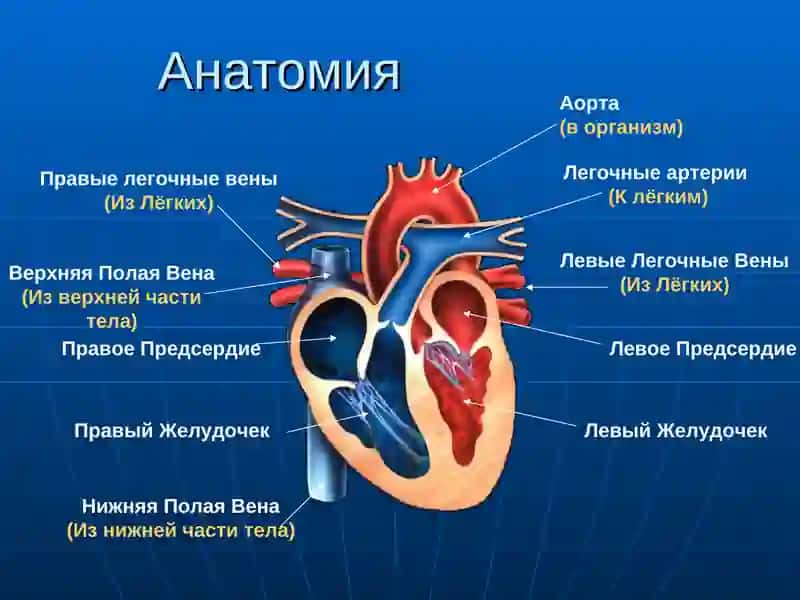 Кардиологические Неотложные Состояния 2