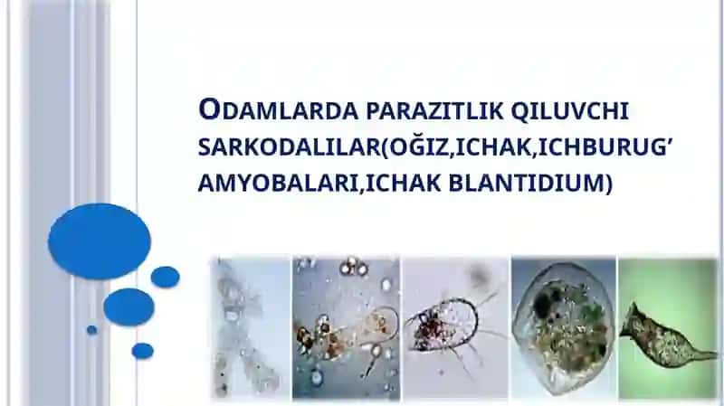 Sarkodalilar 2