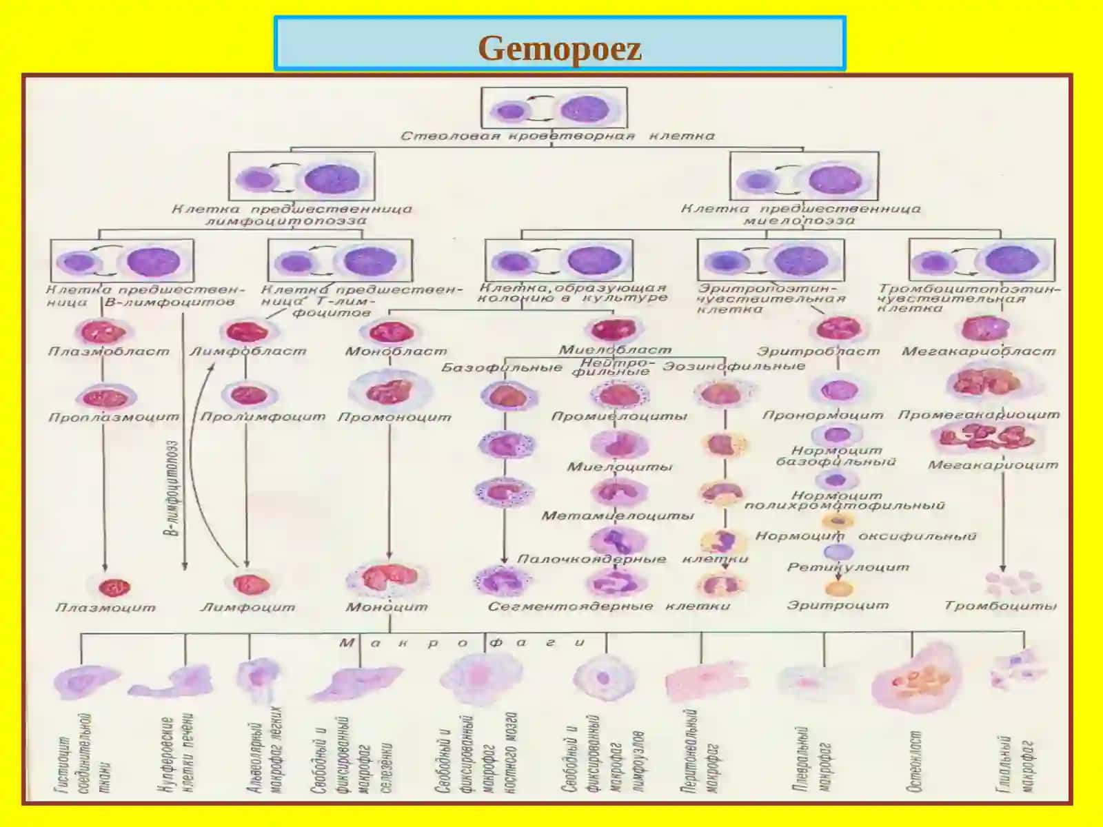 Leykozlar.Limfadenitlar.Splenomegaliya.Timusningrivojlanish 2