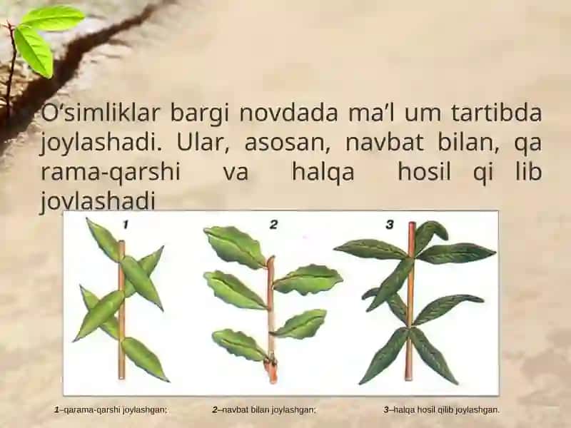 Novdada barglarningbarg joylashishini tahlil qilish 2