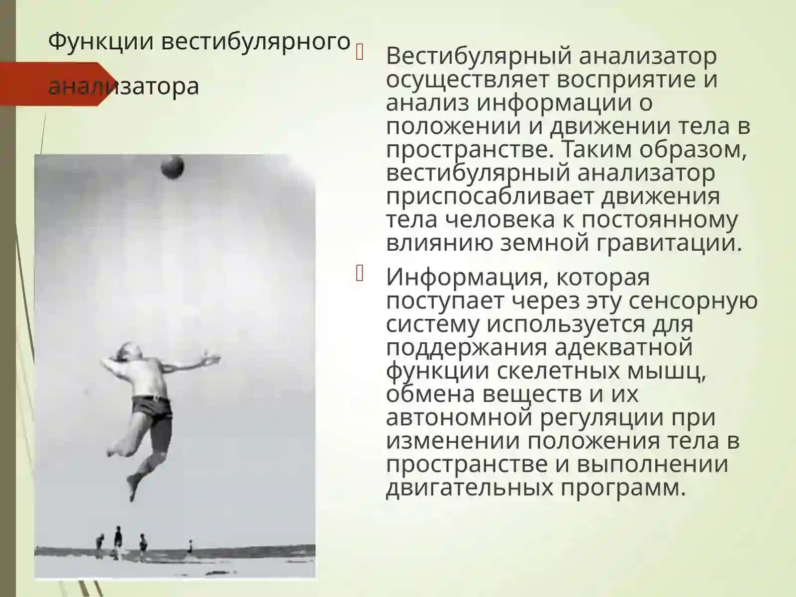 Вестибулярный анализатор 2