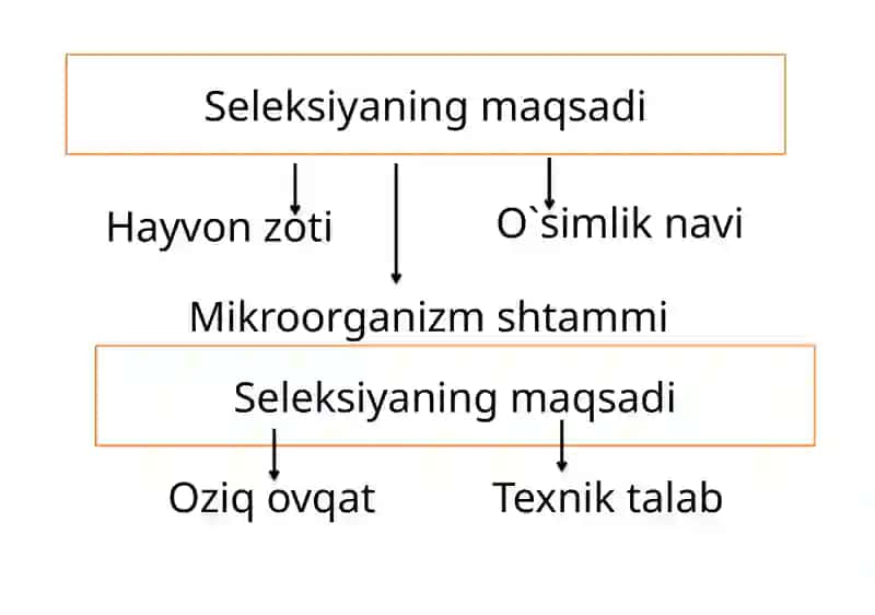 O`simlik va hayvonlar seleksiyasi 2