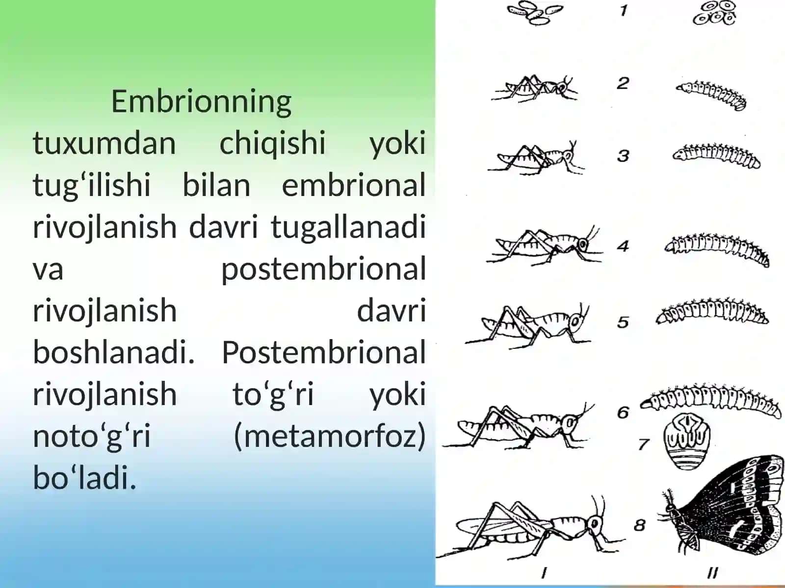 Postembrional  rivojlanish 2