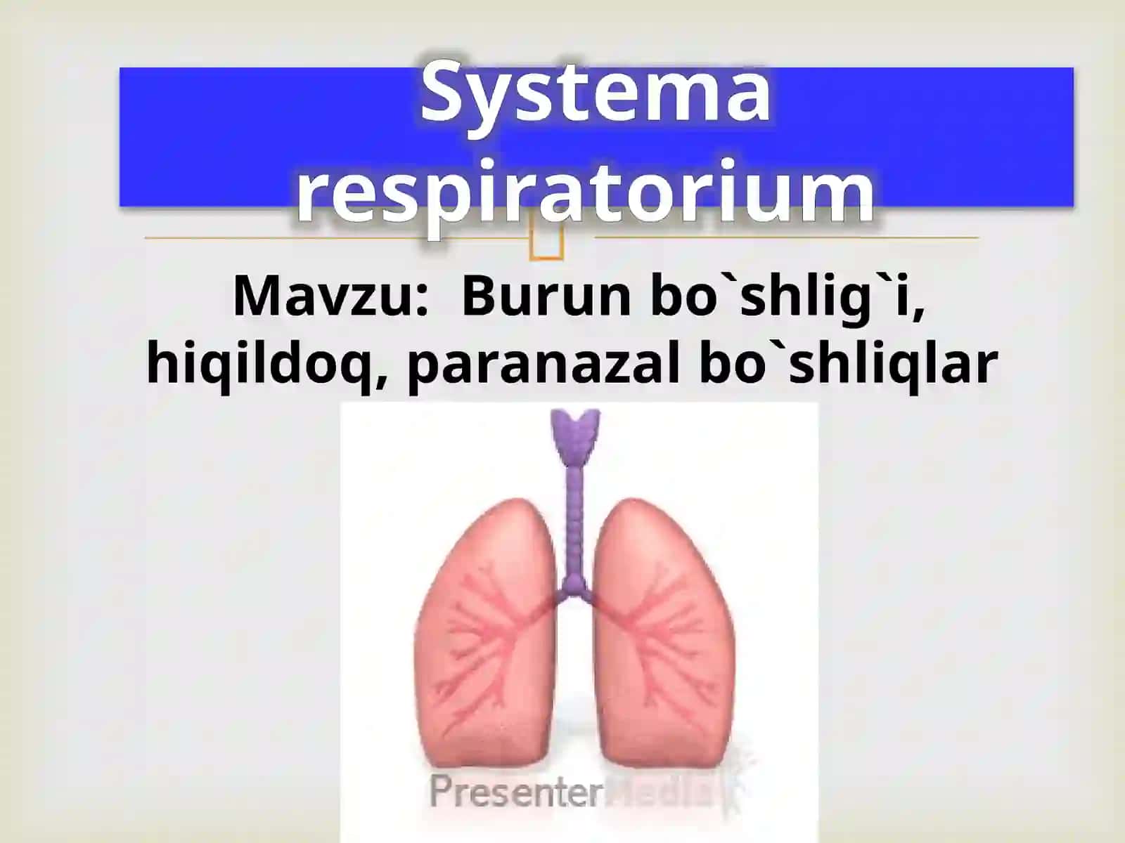 Systemarespiratorium 2