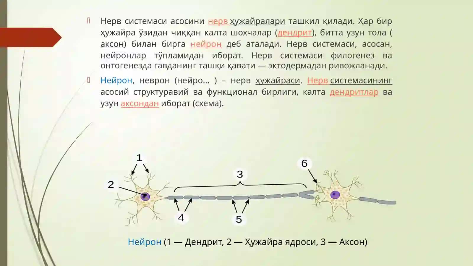 Нейрон тўғрисида тушунча, унинг тузилишива вазифалари 2