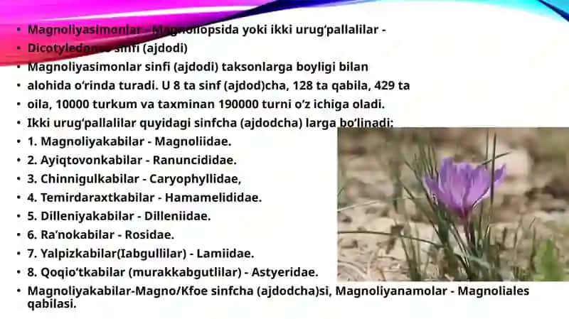 Magnoliyasimonlar 2