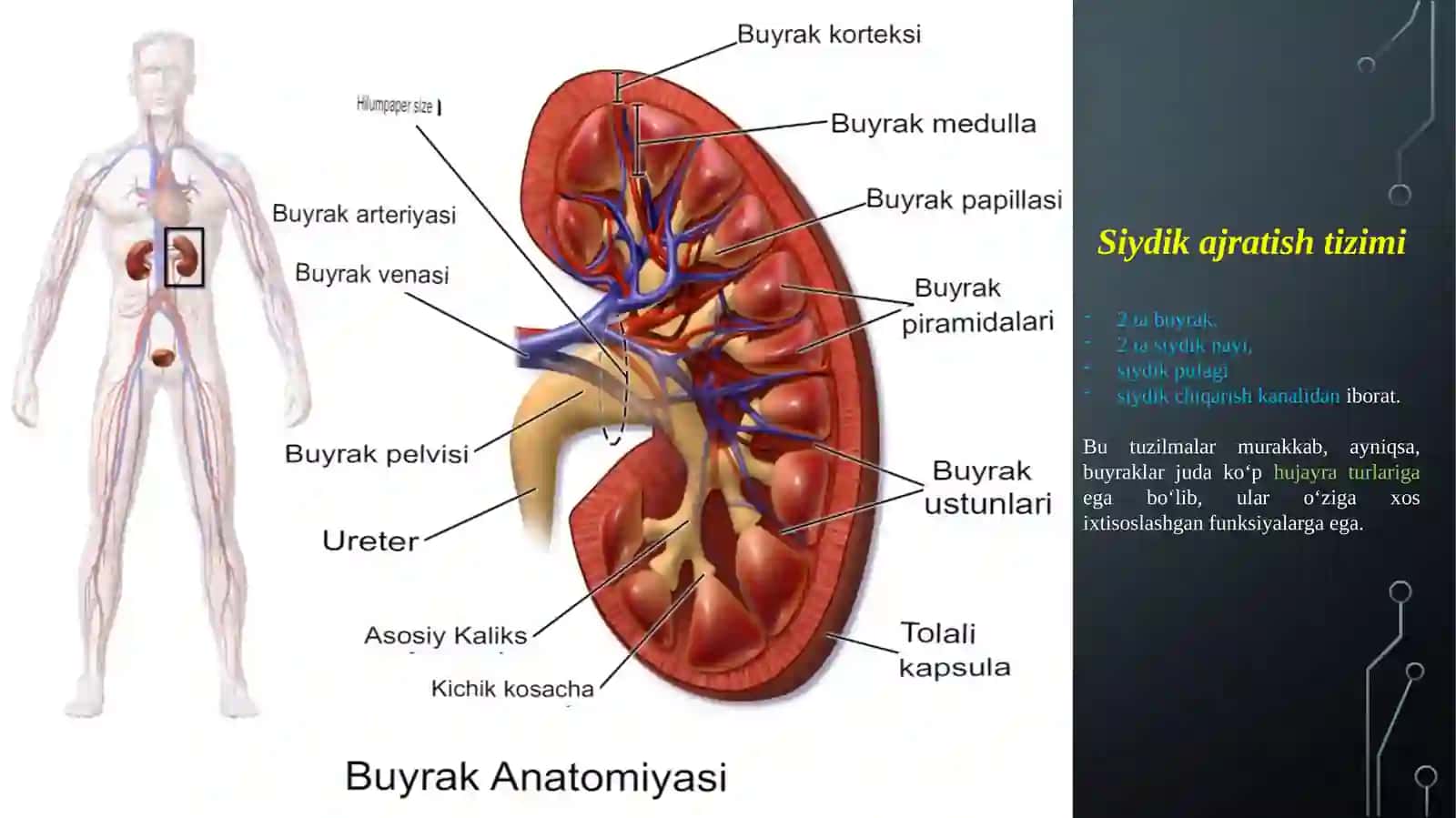 25SIYDIK AJRATISH TIZIMI EMBRIOLOGIYASI 2