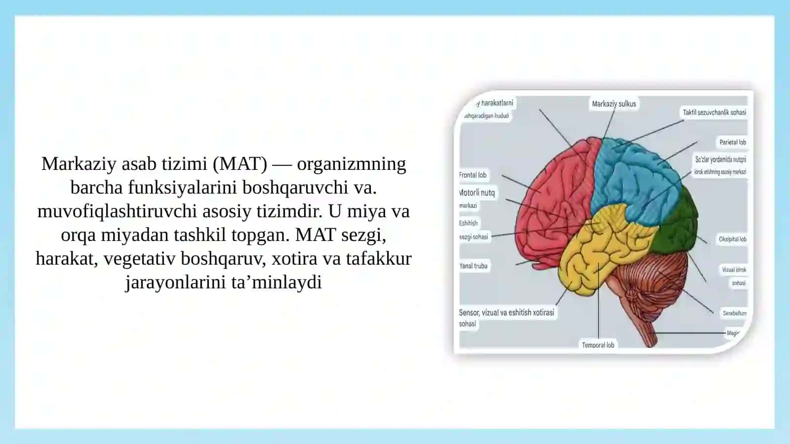 Markaziynerv tizimining umumiy fiziologiyasi 2