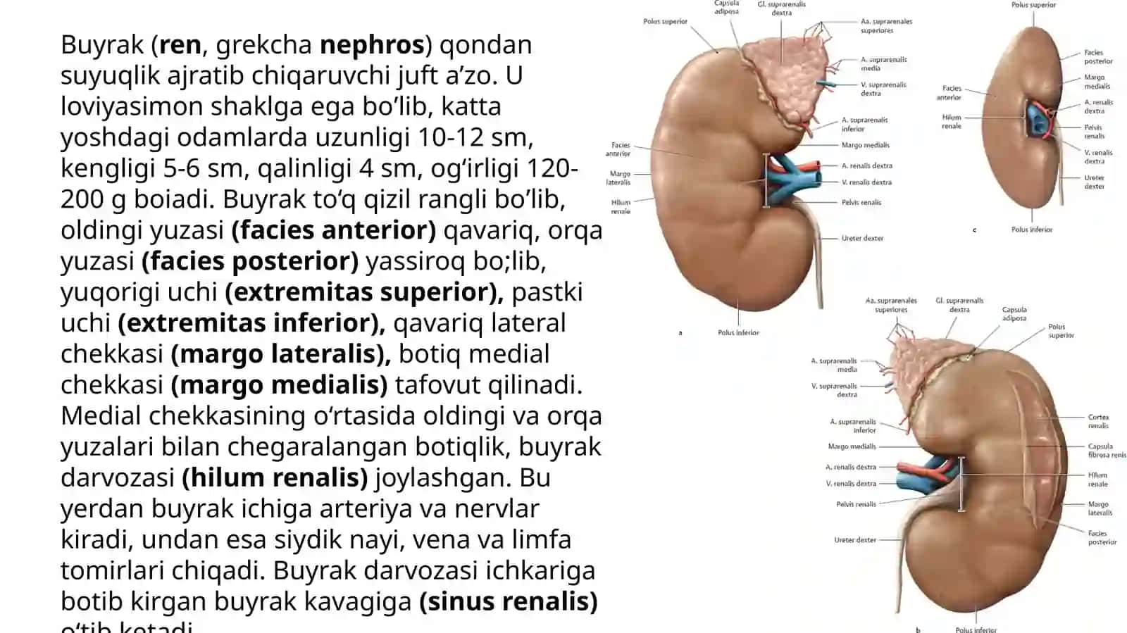 Mavzu№7:Siydik-tanosila'zolarisistemasi.Buyraklar.Siydikyoʻli,qovuq,siydikchiqarishkanali 2