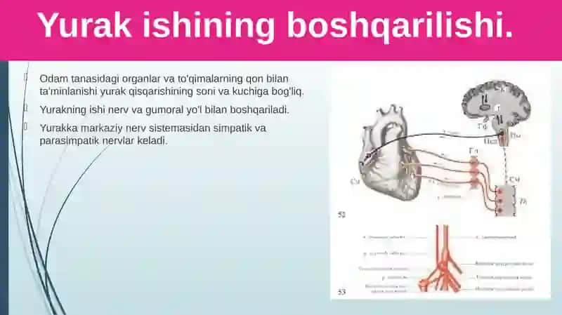 Qonaylanish organlari ishining boshqarilishi 2