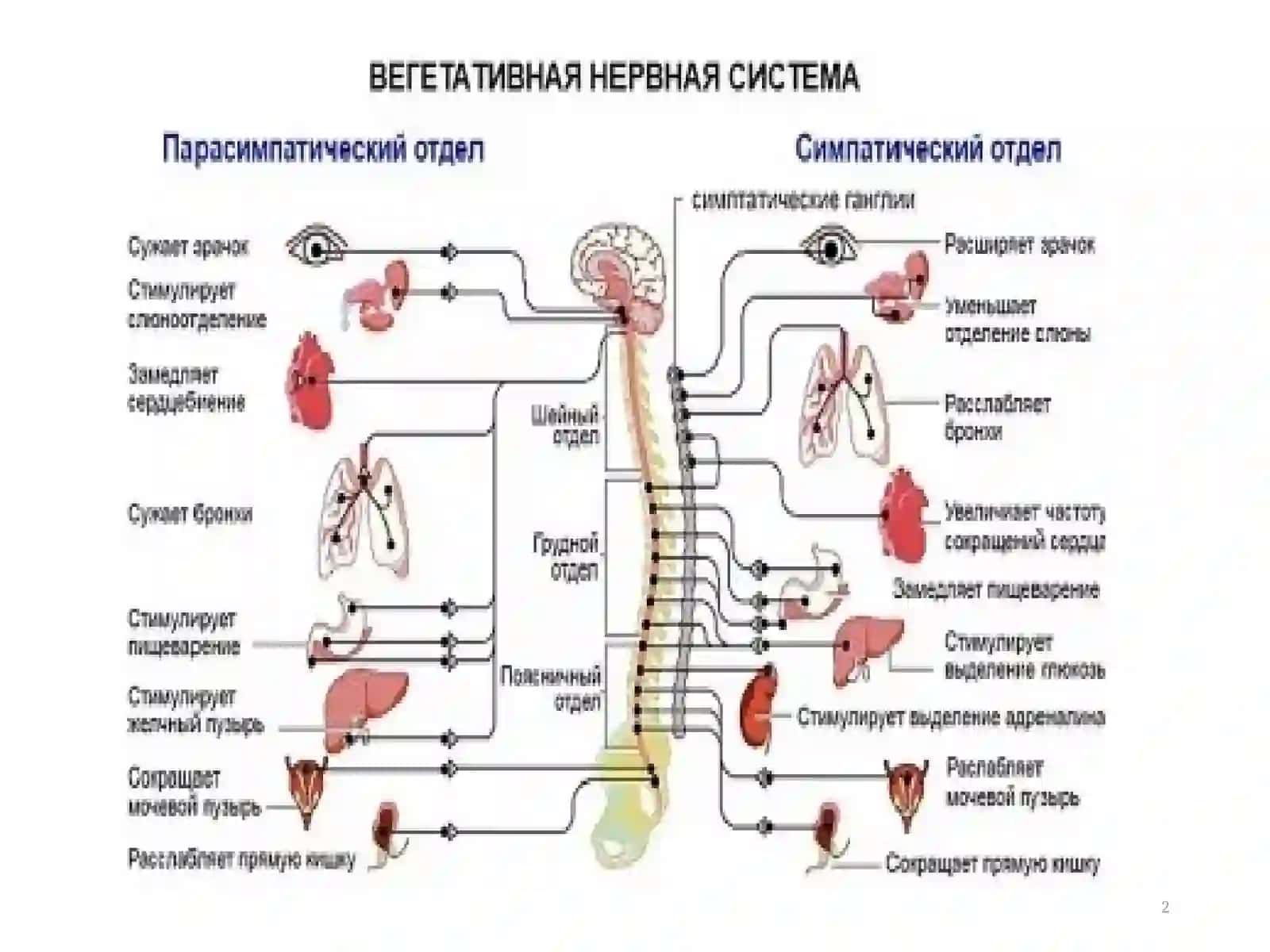 Н-ХОЛИНОРЕЦЕП ТОРЛАРГА ТАЪСИР ЭТУВЧИ ВОСИТАЛАР 2