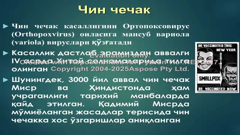 Чин чечак 2