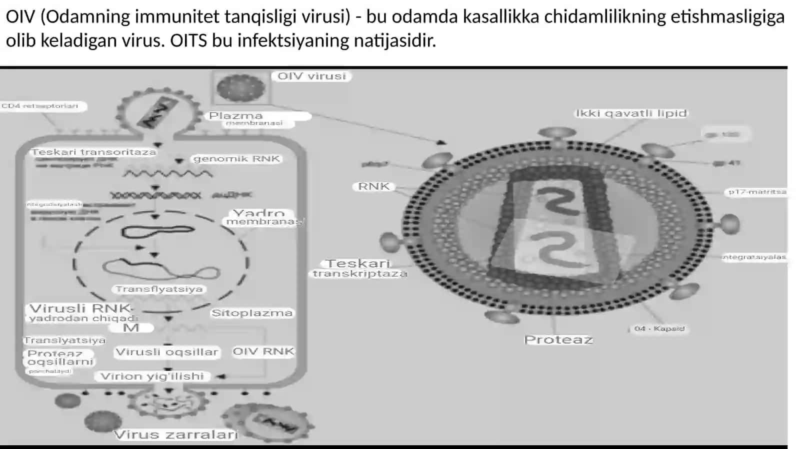OIV infeksiyasi 2