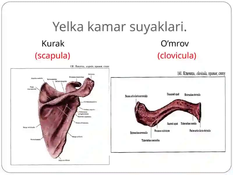 Qo’l suyaklari 2