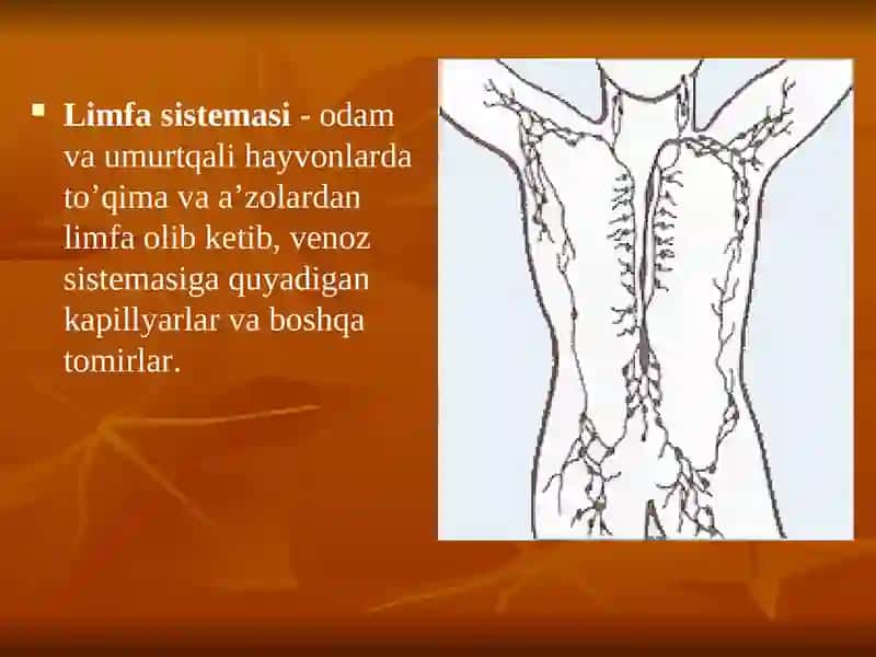 Limfa tomirlarning rivojlanishiga va tuzilishiga ijtimoiy va bialogik muxitlarning tasiri 2