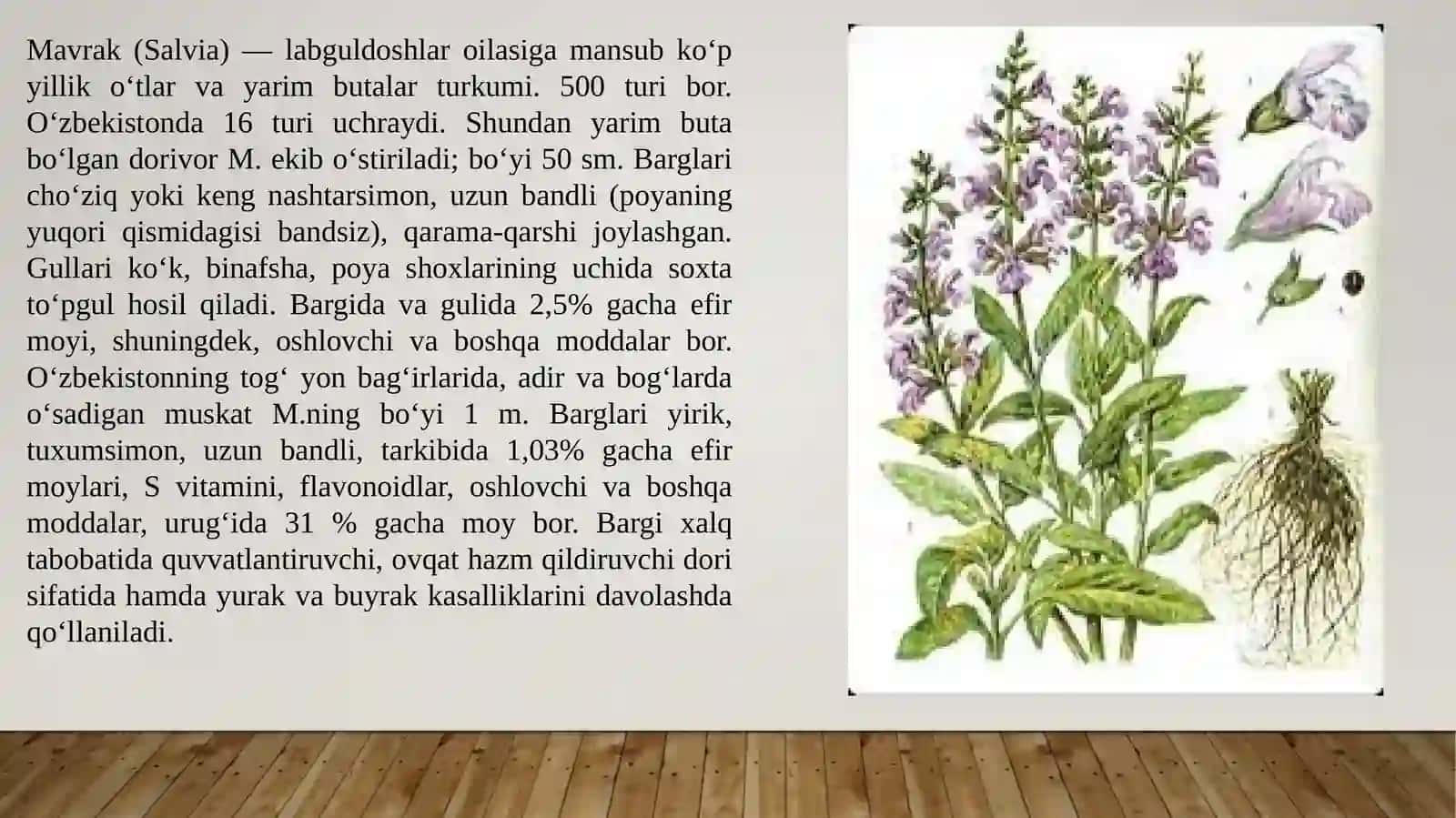 Mavrak (Salvia) 2