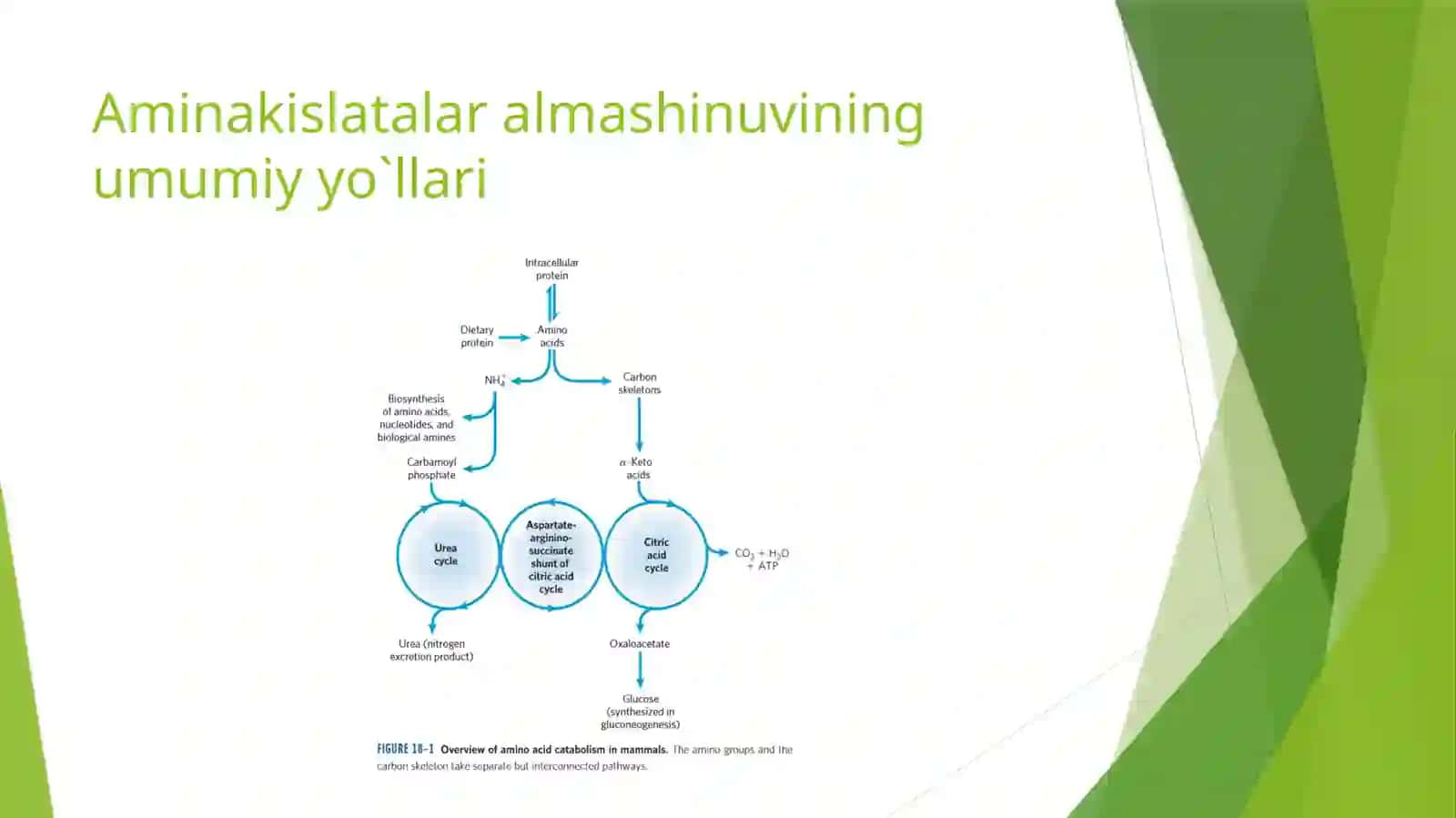 AMINOKISLATALAR ALMASHINUVI 2