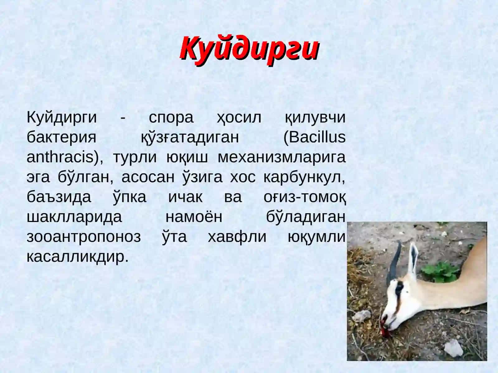 Куйдирги (Anthrax) 2