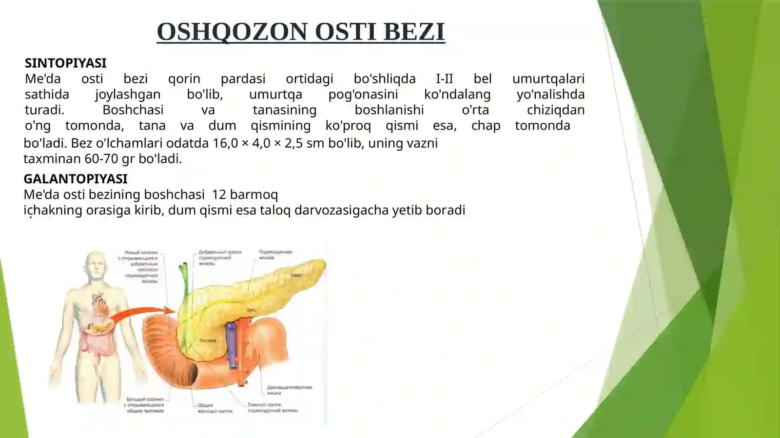 Oshqozon osti bezi sintopiyasi 2