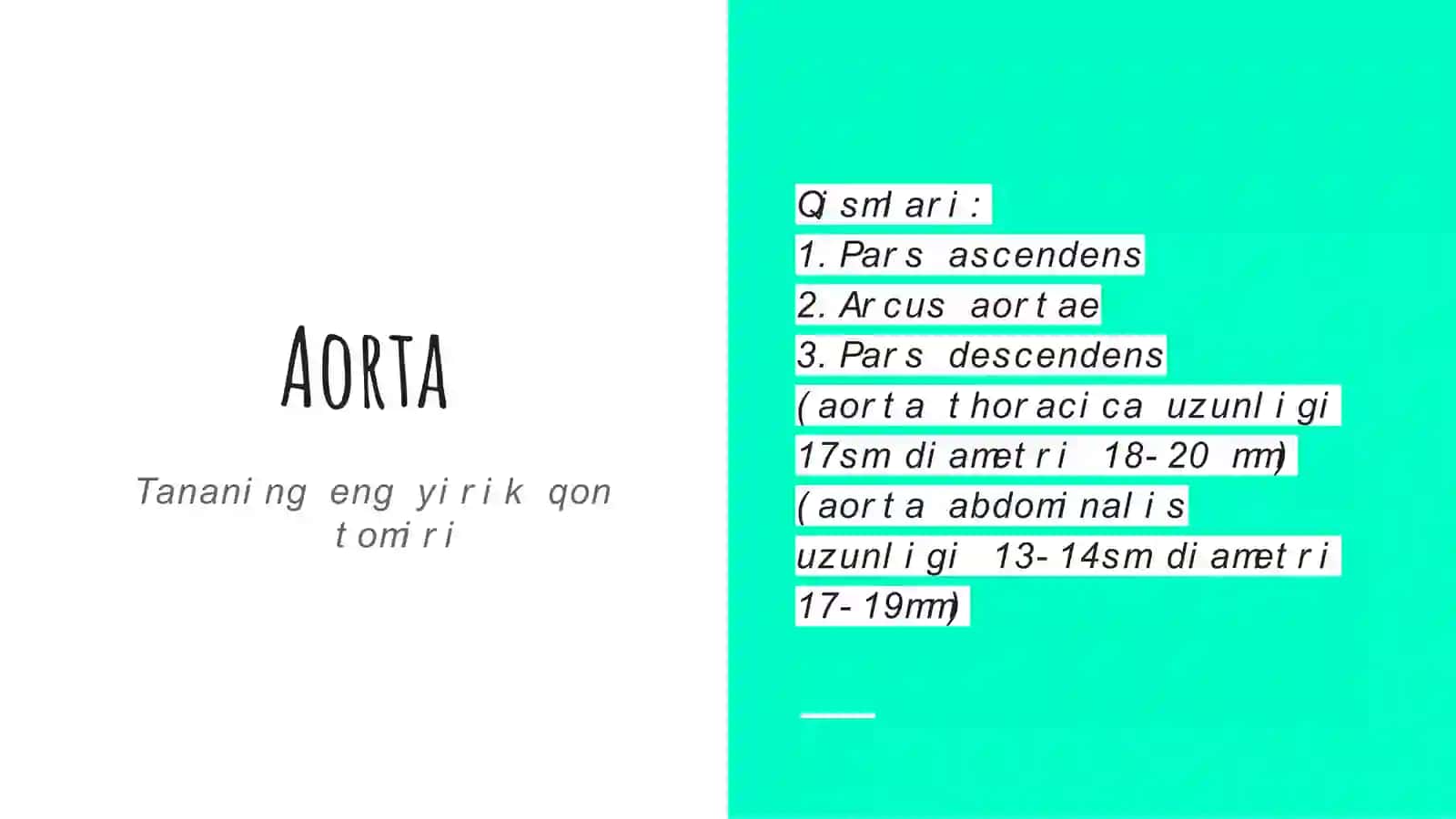 Aorta 2