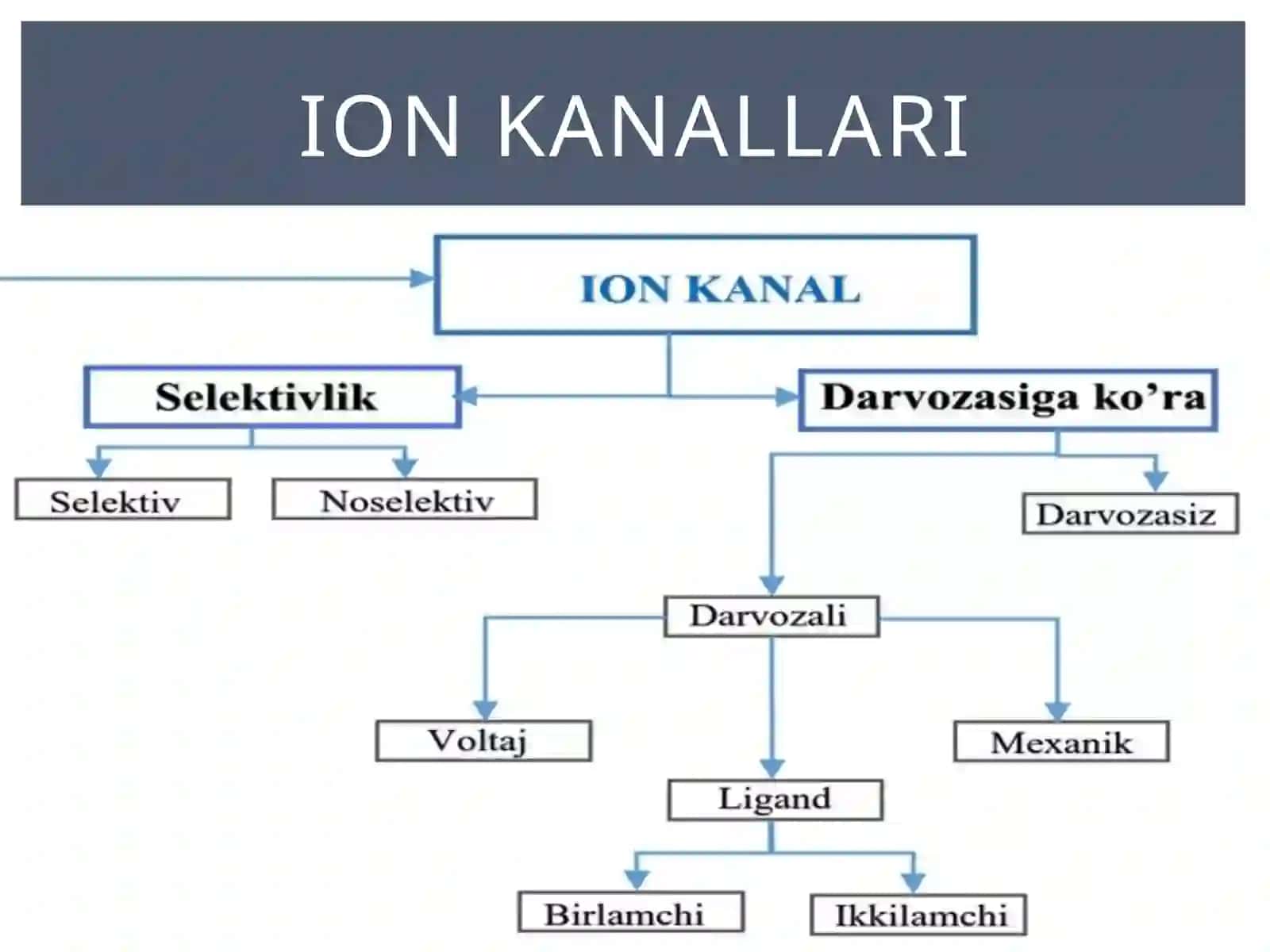 Harakat potensiali 2